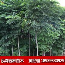 泓森 北欒
